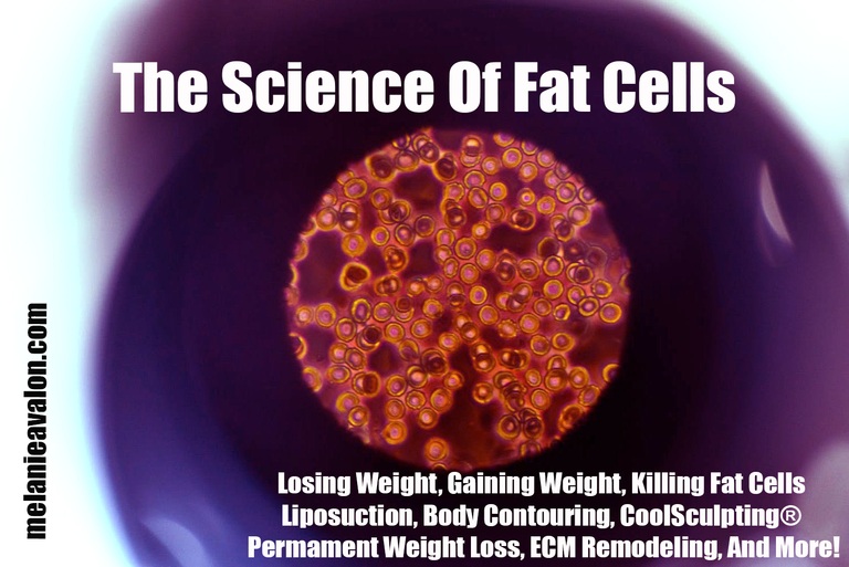 The Science Of Fat Cells Losing Weight, Gaining Weight, Killing Fat